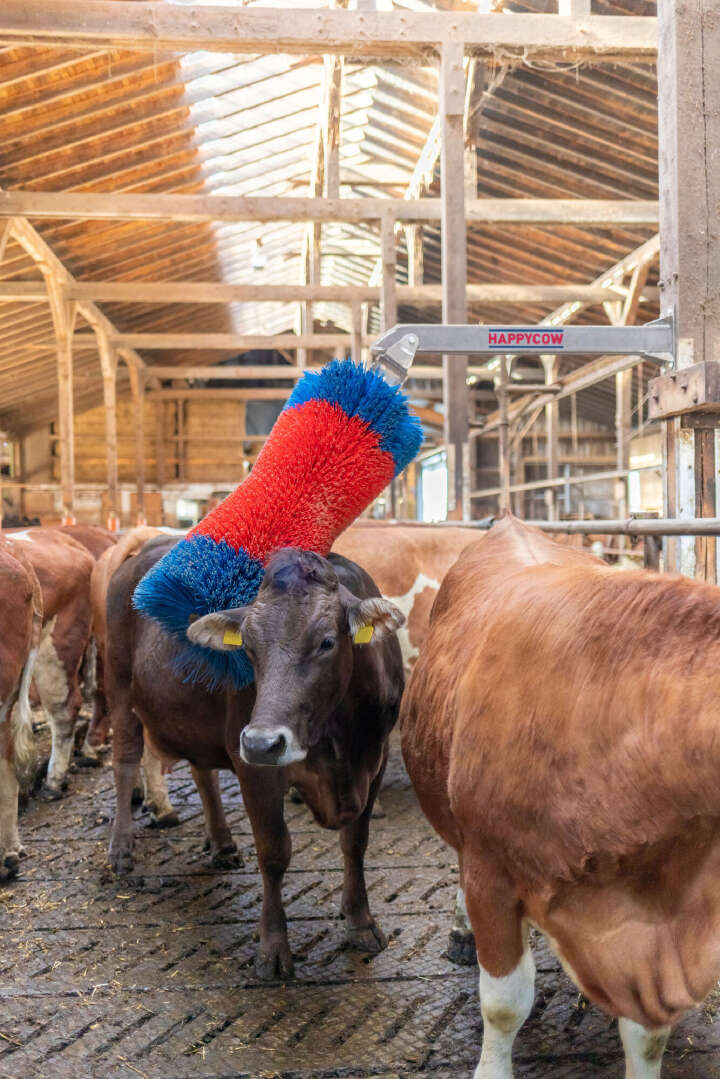 HAPPYCOW Viehbürste Free Maxi